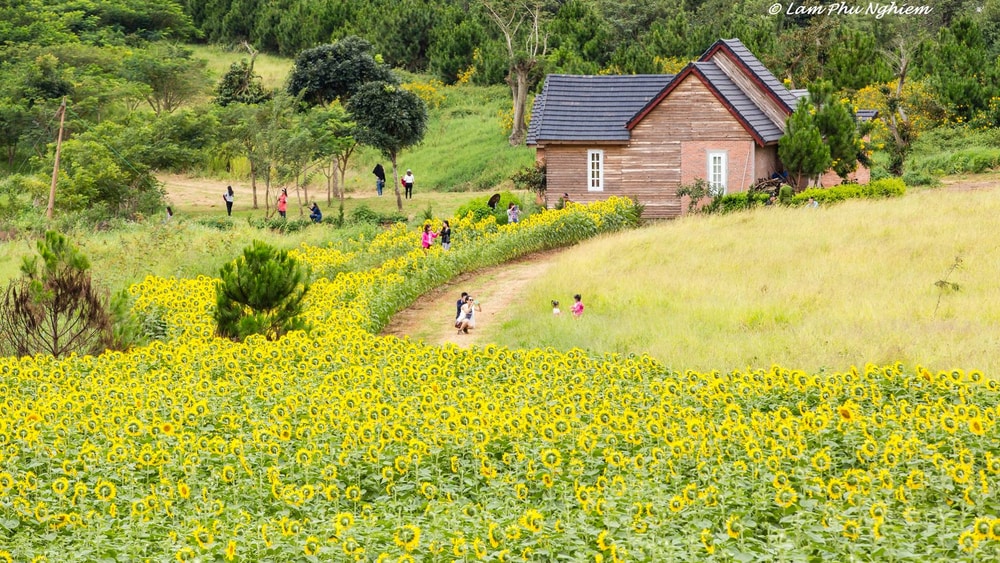 Vườn hoa nằm trong khuôn viên Dalat Milk Farm, nổi bật với sắc vàng rực rỡ của những đóa hướng dương khổng lồ